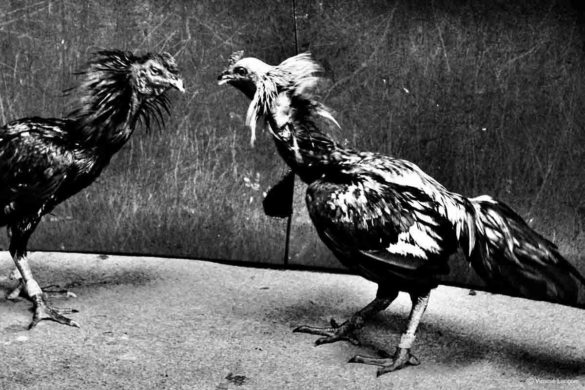 Photographie nomade - Le Chant du cygne [Antan voulu], Virginie Lançon