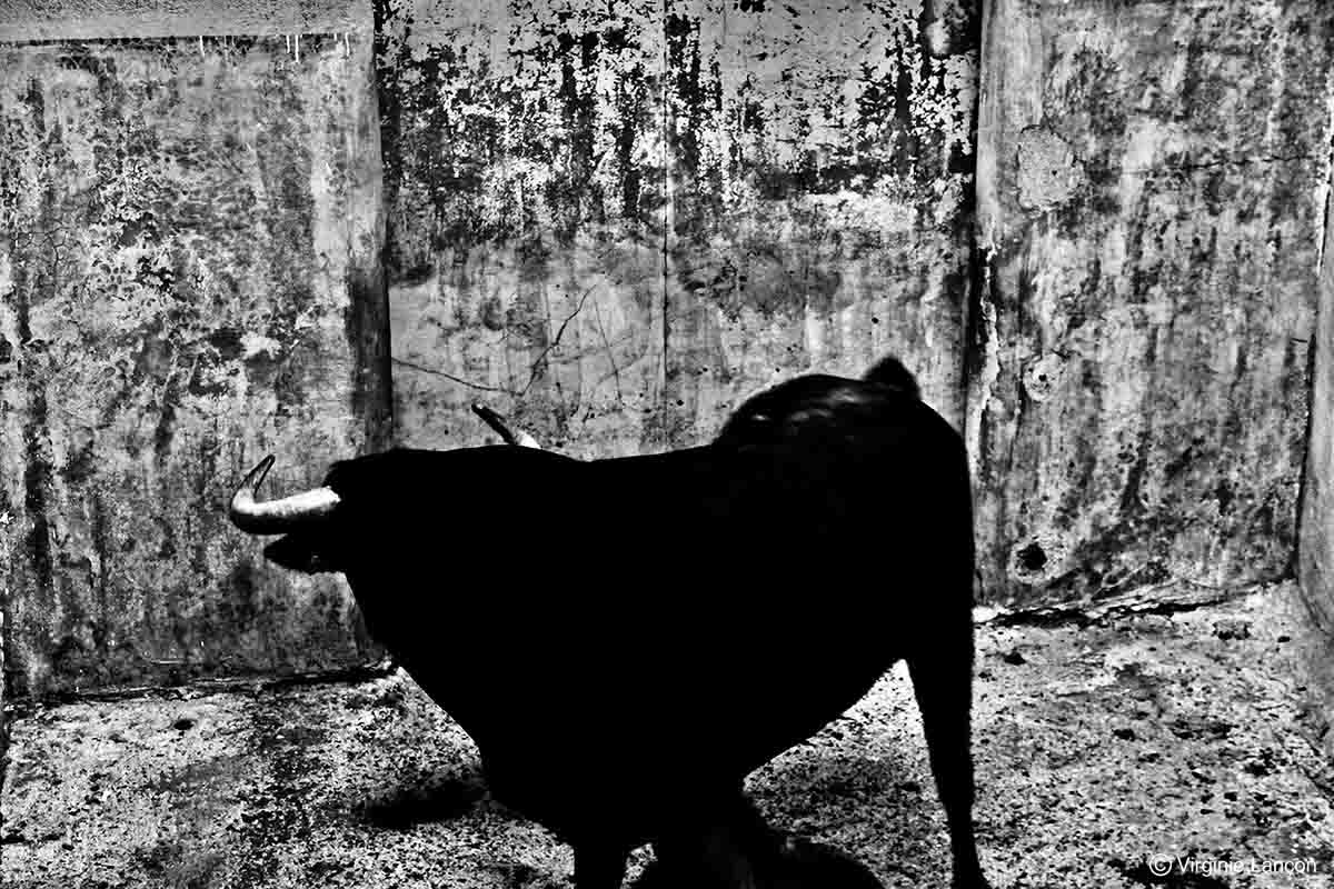 Virginie Lançon Photographe